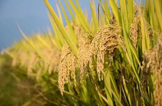 中央財政對實際種糧農民一次性補助200億元